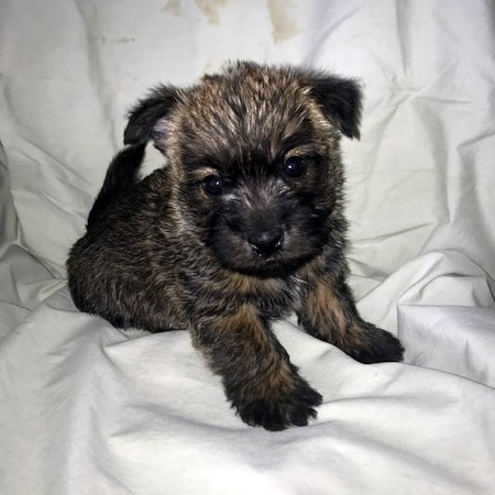 New Cairn Male Pups