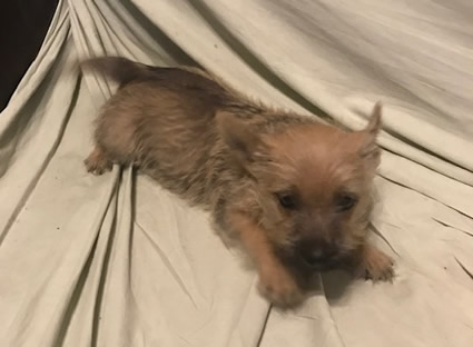 New Cairn Terrier Female Pup
