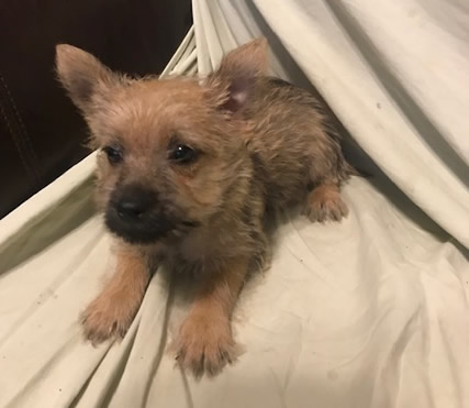 New Cairn Terrier Female Pup