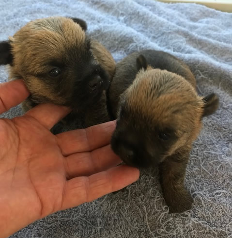 Male Cairn Pups