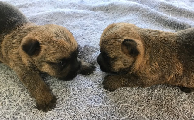 Male Cairn Pups