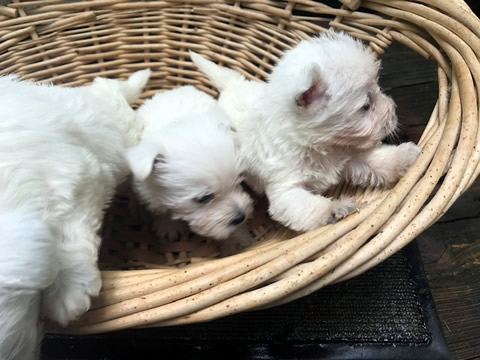 New Westie Pups